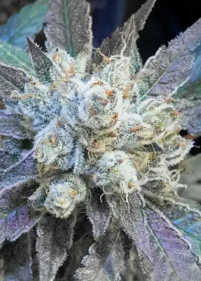 9 Pound Hammer Fast by High Speed Buds, Autoflower cannabis strain