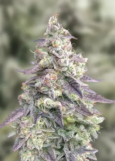 9 Pound Hammer by TGA Genetics Subcool Seeds, Photoperiod cannabis strain