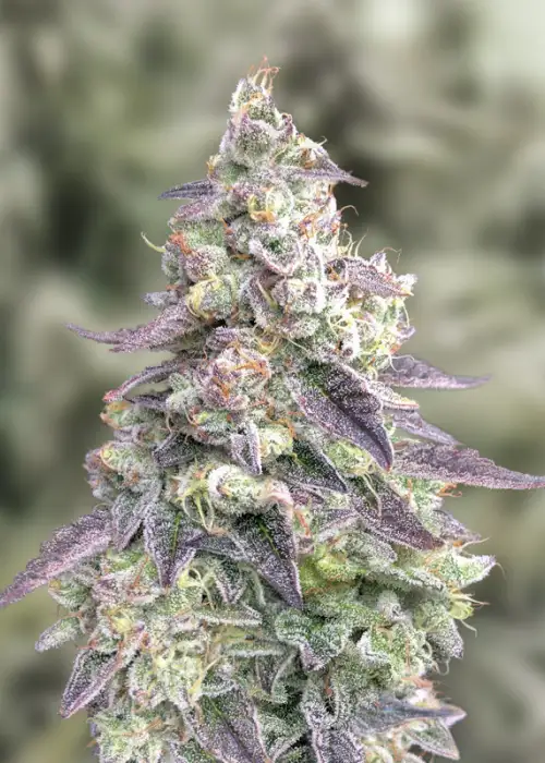 9 Pound Hammer by TGA Genetics Subcool Seeds, Photoperiod cannabis strain