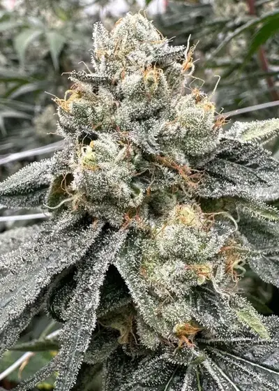 90 Micron cannabis strain