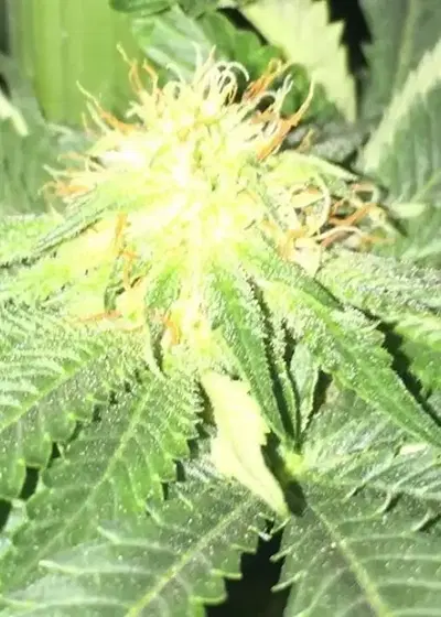 '91 Chem IX by Top Dawg Seeds, Photoperiod cannabis strain