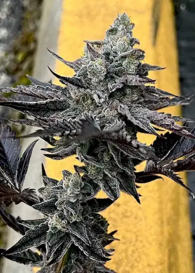91 Octane by Exotic Genetix, Photoperiod cannabis strain