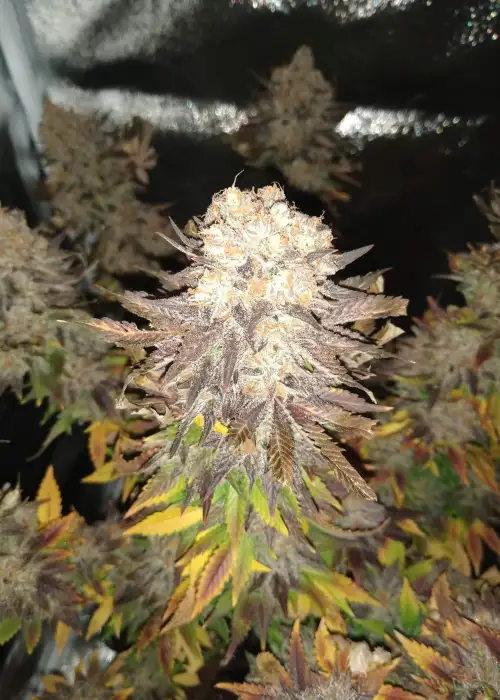 99 Bananas Auto by Master Sensei Genetics, Autoflower cannabis strain