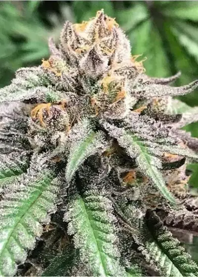 9lb Hammer by Jinxproof Genetics, Photoperiod cannabis strain
