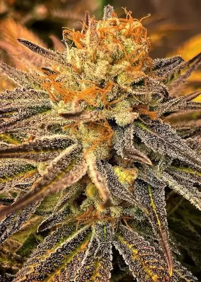 9lb Punch by Jinxproof Genetics, Photoperiod cannabis strain