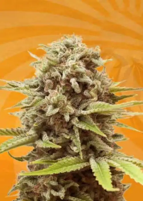 A La Mode by Green Team Genetics, Photoperiod cannabis strain