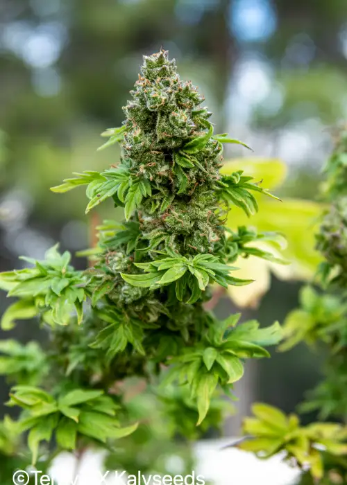 ABC Special by TerpyZ Mutant Genetics, Photoperiod cannabis strain