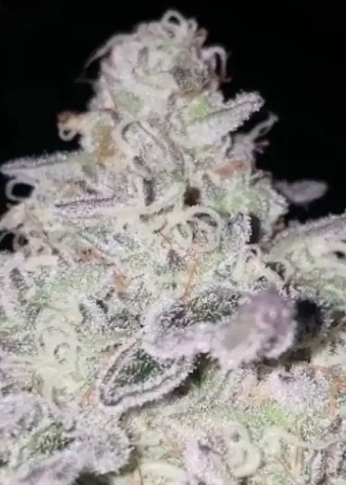 Acai & Bananas by BlackFarm Genetix, Photoperiod cannabis strain