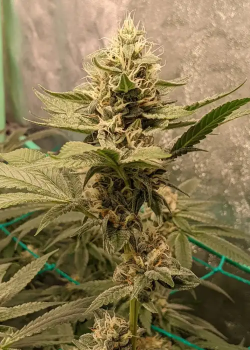 Acai Daiquiri by SinCity Seeds, Photoperiod cannabis strain