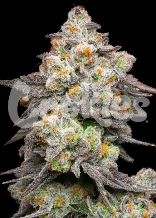Acai Grapes by Cookies Seed Bank, Photoperiod cannabis strain