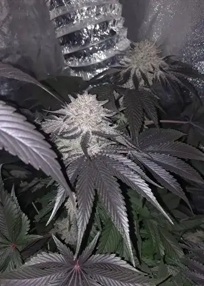 Acapulco Gold by Seedsupreme cannabis strain