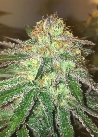 Accord (Amnesia Cordobesa Cookies) by Mamiko Seeds, Photoperiod cannabis strain