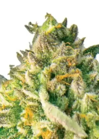ACDC CBD by Coastal Mary Seeds, Photoperiod cannabis strain