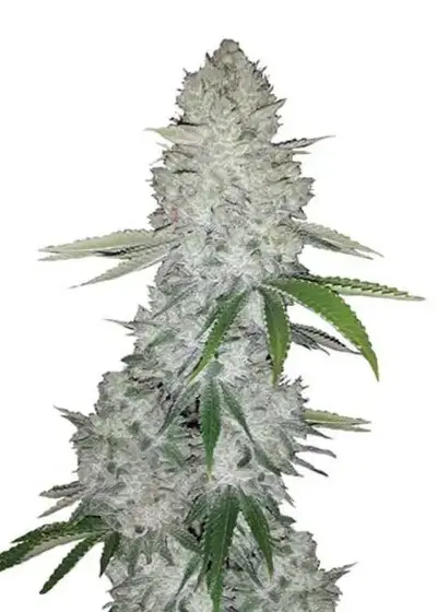 Ace Killer OG by DNA Crew, Photoperiod cannabis strain
