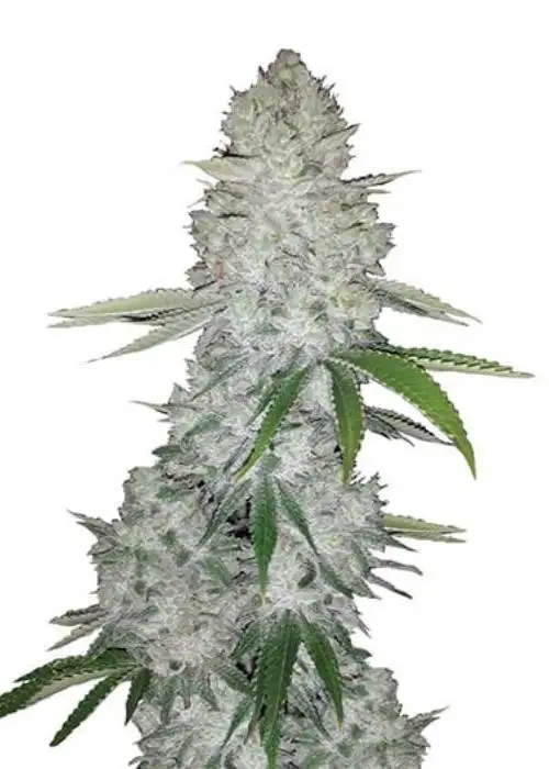 Ace Killer OG by DNA Crew, Photoperiod cannabis strain