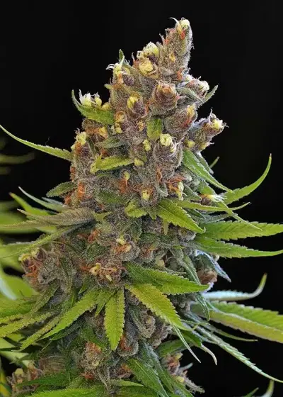 Ace of Spades by Gnome Automatics, Autoflower cannabis strain