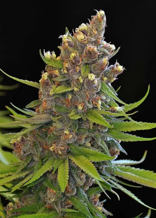Ace of Spades by Gnome Automatics, Autoflower cannabis strain