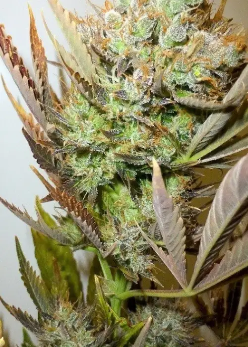 Ace by Flash Seeds, Autoflower cannabis strain