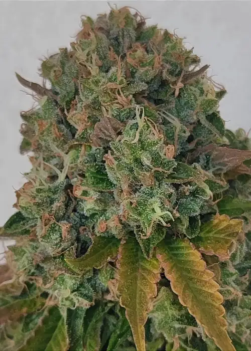 Acid Dawg by Karma Genetics, Photoperiod cannabis strain