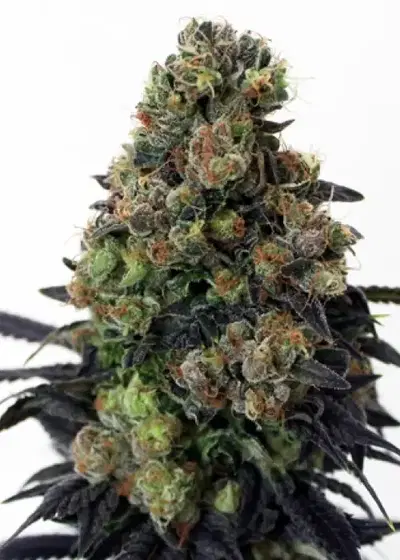 Acid Dough by Ripper Seeds, Photoperiod cannabis strain