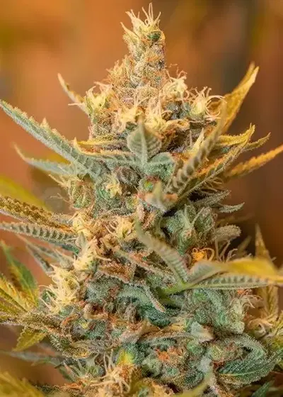 Acid Orange by Grandma’s Genetics, Photoperiod cannabis strain