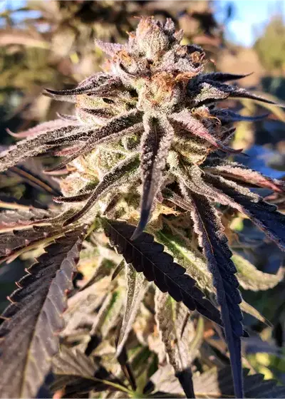 Acid Snow by Speedrun Seeds, Autoflower cannabis strain