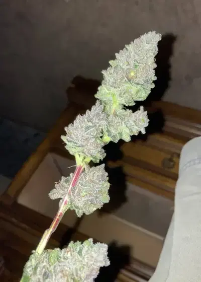 Ackbar OG by The Bank Genetics, Photoperiod cannabis strain