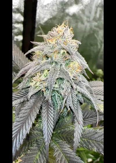 AF Wreck Kush by In House Genetics, Photoperiod cannabis strain