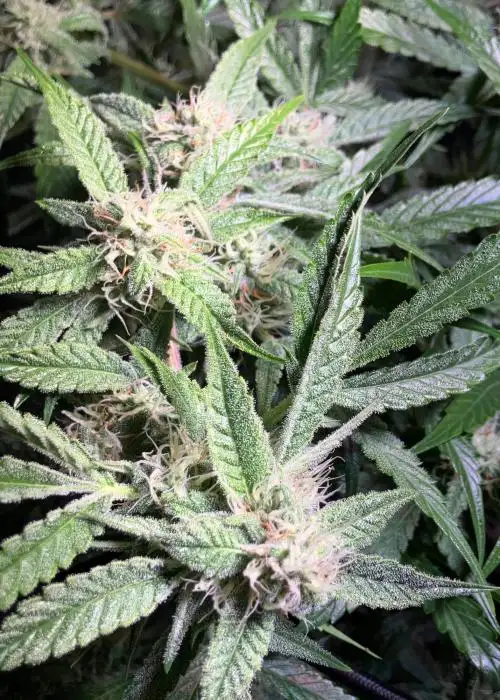 Afberry by Purple City Genetics, Photoperiod cannabis strain
