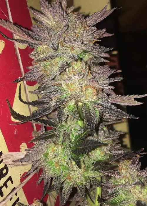 AfCoup by Brother Mendel’s Selection, Photoperiod cannabis strain
