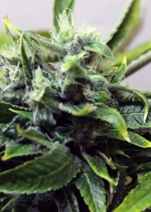 Afgan Storm Auto by Green Bud Seeds, Autoflower cannabis strain