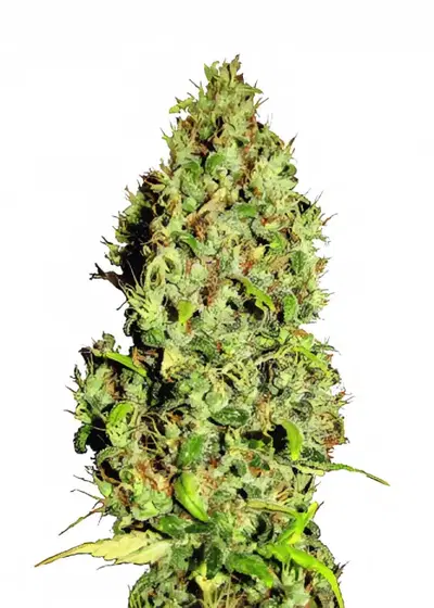 Afgani Mazar by IZI Seeds, Photoperiod cannabis strain