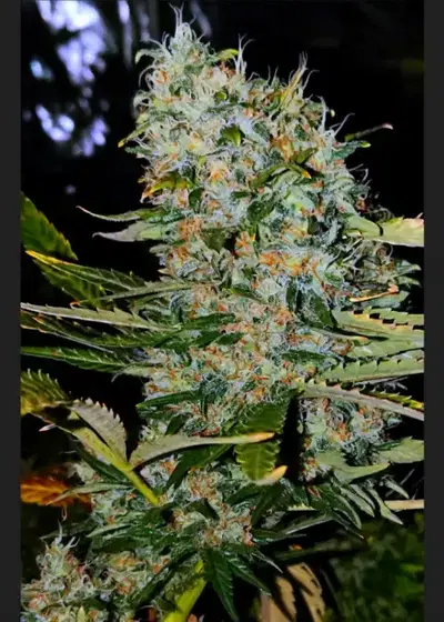 Afghaan 90 by The Real Seed Company, Photoperiod cannabis strain