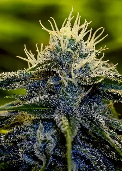 Afghan Auto by Herbies USA Express, Autoflower cannabis strain