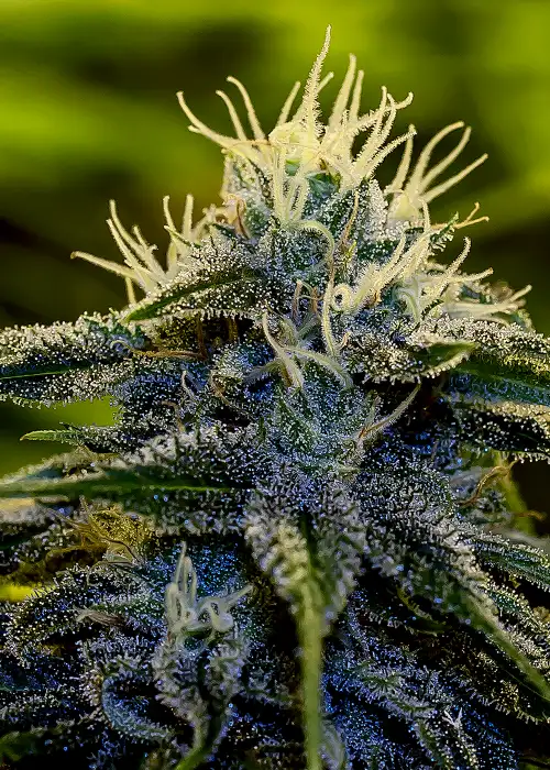 Afghan Auto by Herbies USA Express, Autoflower cannabis strain
