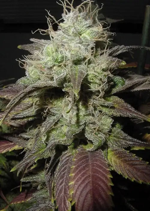 Afghan Blue by Rare Dankness, Photoperiod cannabis strain