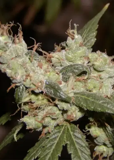 Afghan Haze by Mr.Nice, Photoperiod cannabis strain