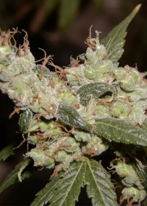 Afghan Haze by Mr.Nice, Photoperiod cannabis strain