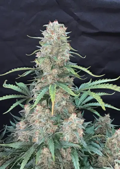 Afghan Kush Auto by Dutch Genetics, Autoflower cannabis strain
