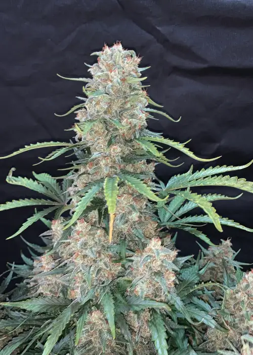 Afghan Kush Auto by Dutch Genetics, Autoflower cannabis strain