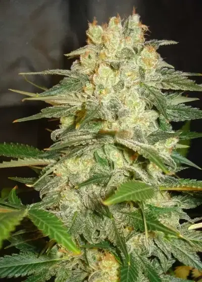 Afghan Kush Ryder cannabis strain