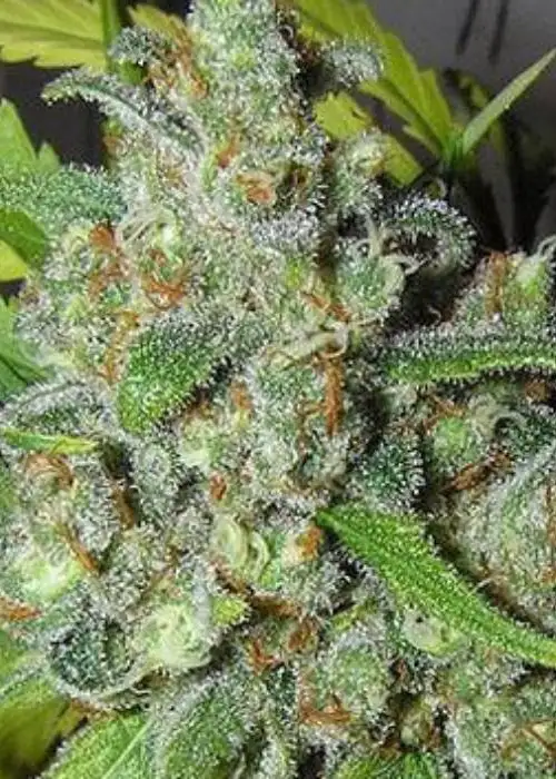Afghan Kush by Mediseed Man, Photoperiod cannabis strain