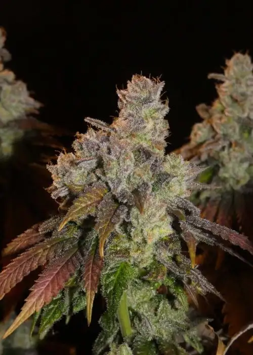 Afghan Lemon by Khalifa Genetics, Photoperiod cannabis strain