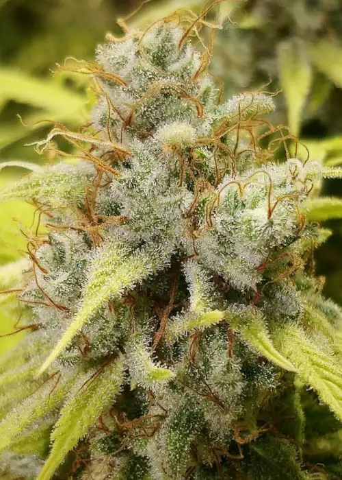 Afghan Peach FEM by Oni Seed co., Photoperiod cannabis strain