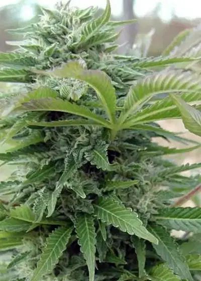 Afghani Gold by Spliff Seeds, Photoperiod cannabis strain