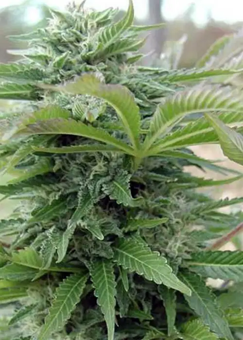 Afghani Gold by Spliff Seeds, Photoperiod cannabis strain