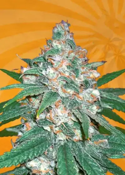 Afghani Regular by Beaver Seeds, Photoperiod cannabis strain