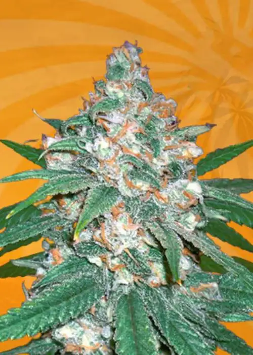Afghani Regular by Beaver Seeds, Photoperiod cannabis strain