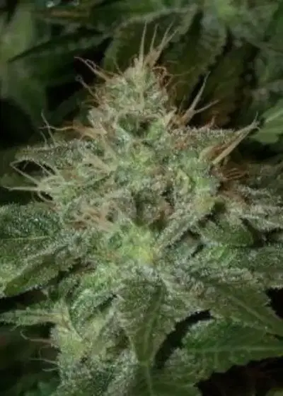 Afghani by Mediseed Man, Photoperiod cannabis strain