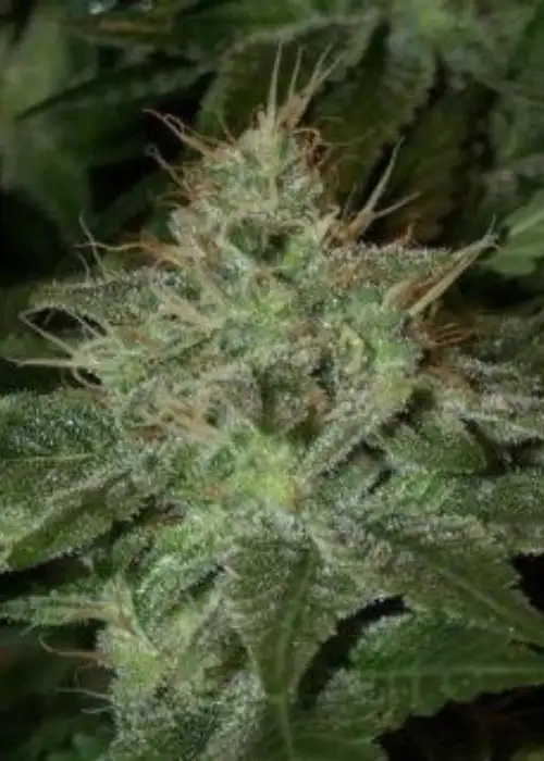 Afghani by Mediseed Man, Photoperiod cannabis strain